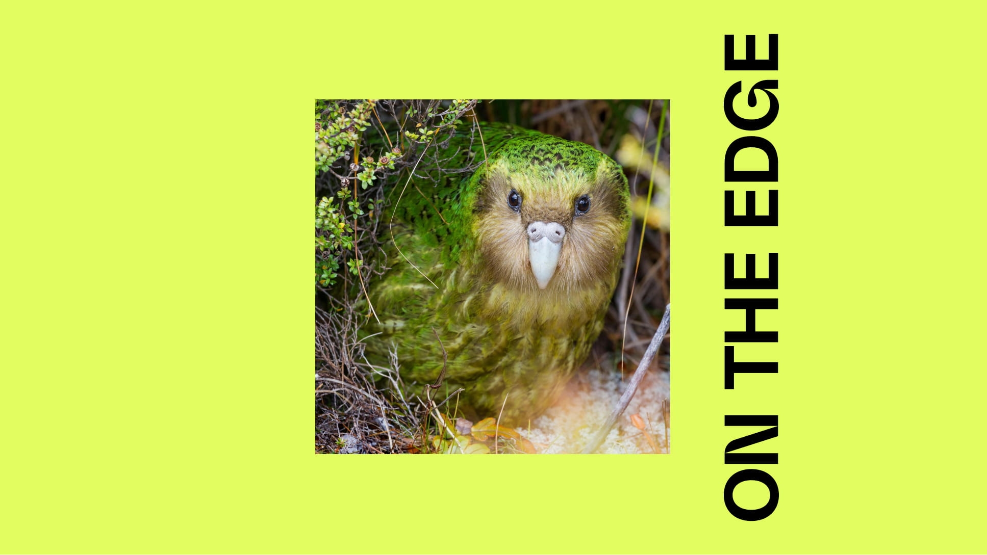 On the Edge